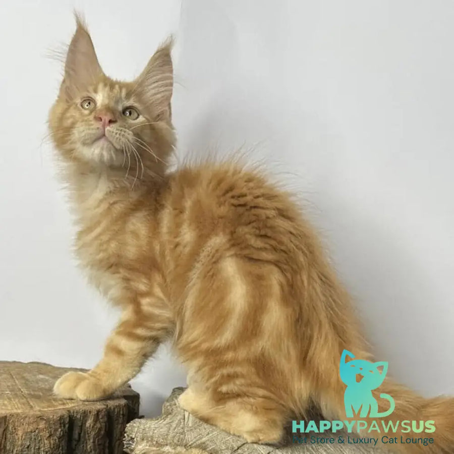 Kunzhut Maine Coon male red tabby - live animals