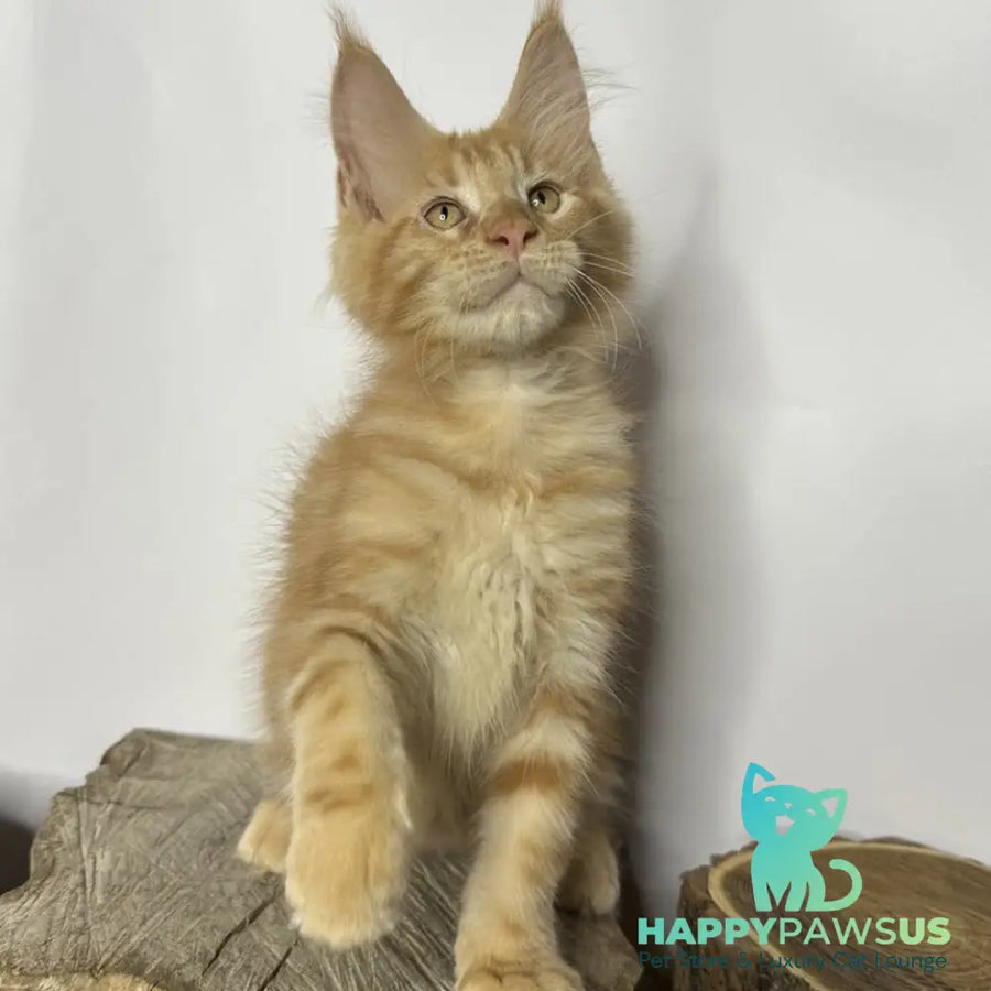 Kunzhut Maine Coon male red tabby - live animals