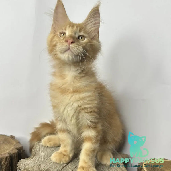 Kunzhut Maine Coon male red tabby - live animals