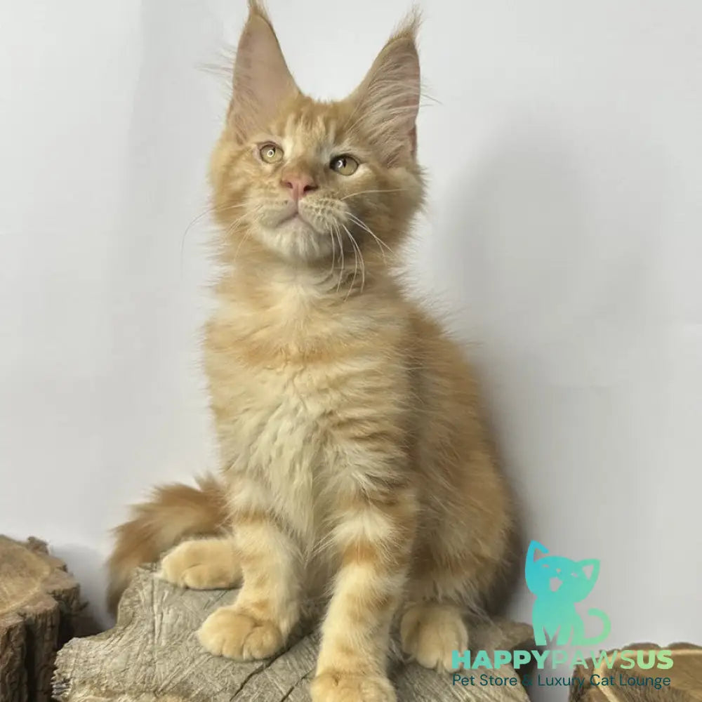 Kunzhut Maine Coon male red tabby - live animals