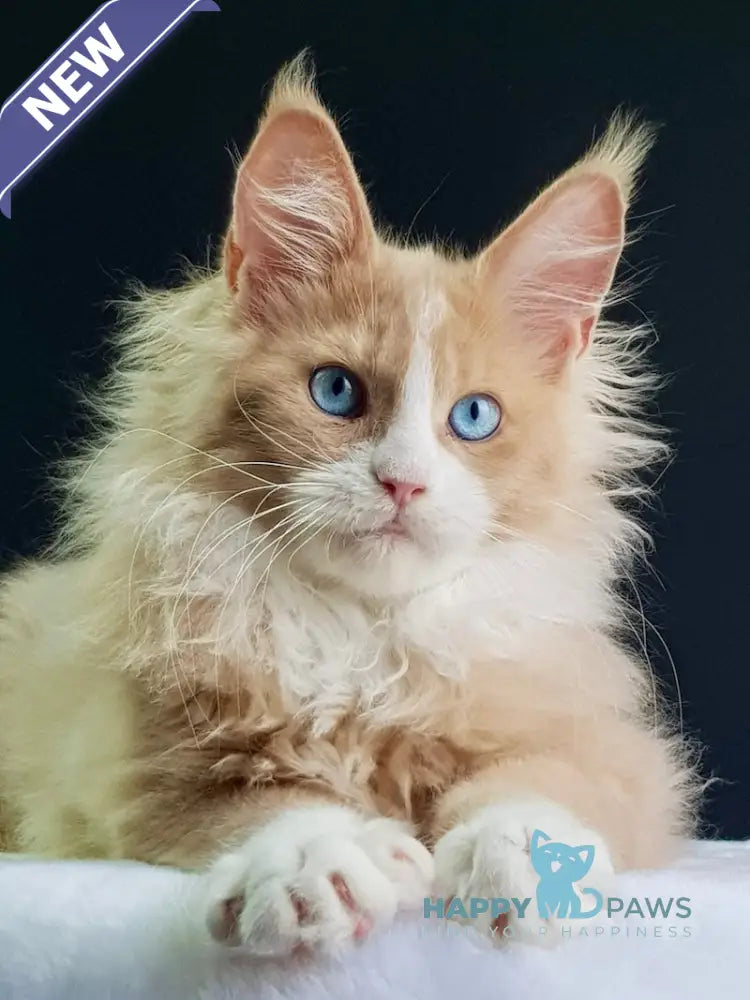Kuomi Maine Coon male cream with white live animals