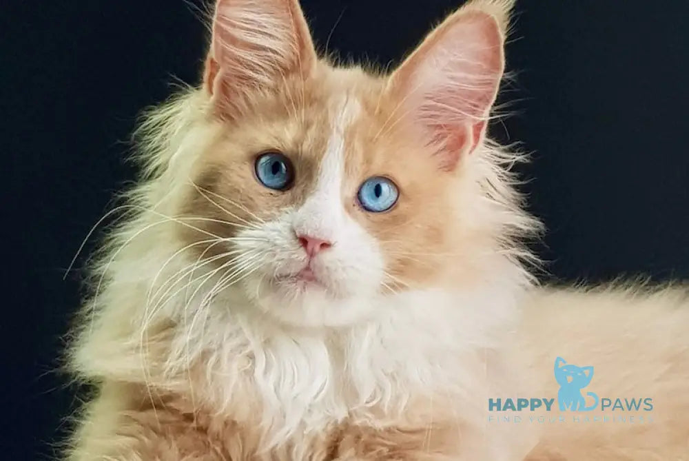 Kuomi Maine Coon male cream with white live animals