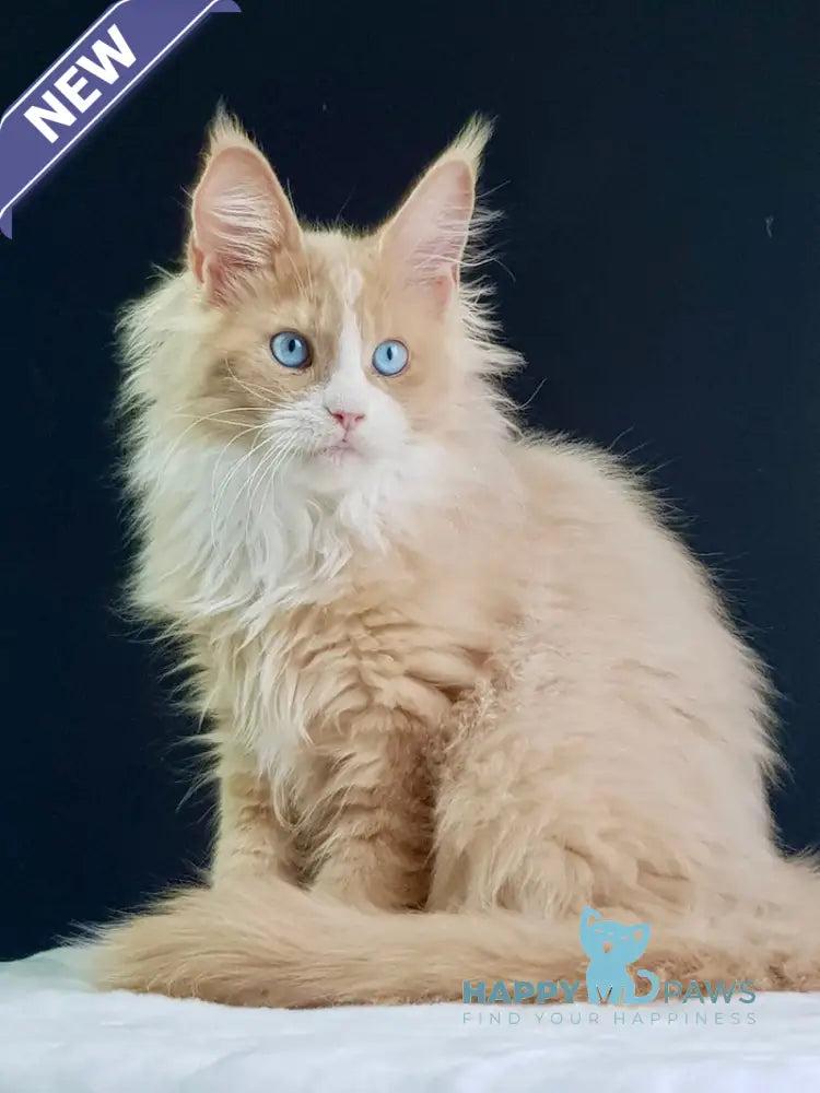 Kuomi Maine Coon male cream with white live animals