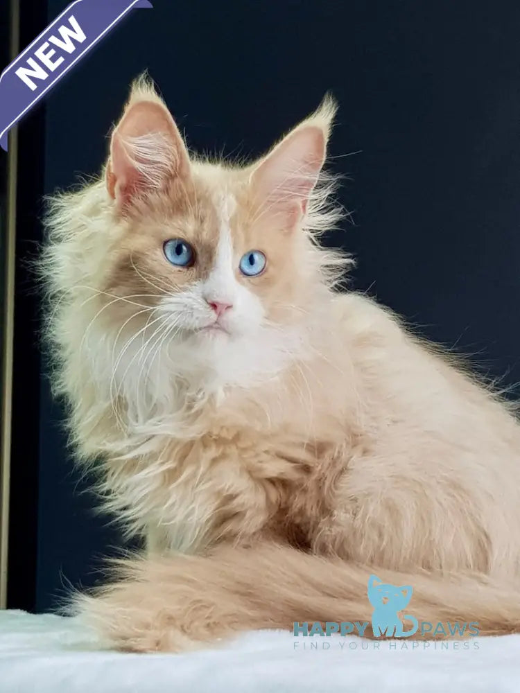Kuomi Maine Coon male cream with white live animals