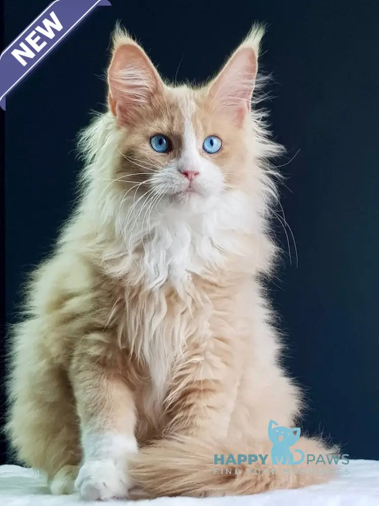 Kuomi Maine Coon male cream with white live animals