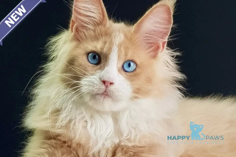 Kuomi Maine Coon male cream with white live animals