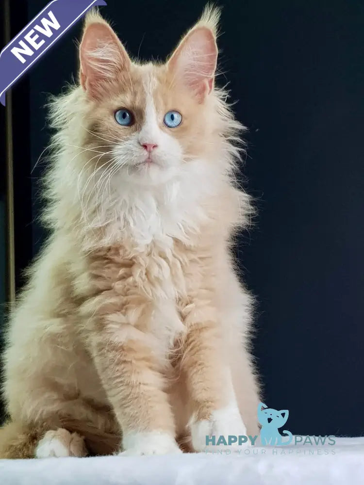 Kuomi Maine Coon male cream with white live animals