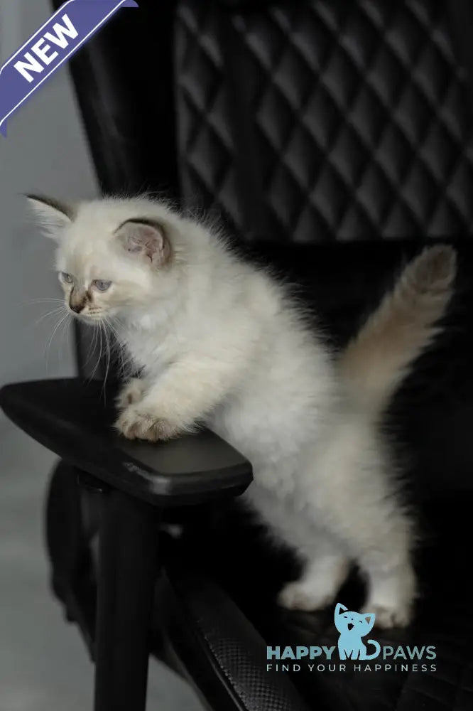 Кuper Neva Masquerade male seal tabby pointed live animals