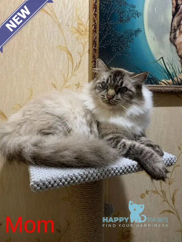 Кuper Neva Masquerade male seal tabby pointed live animals