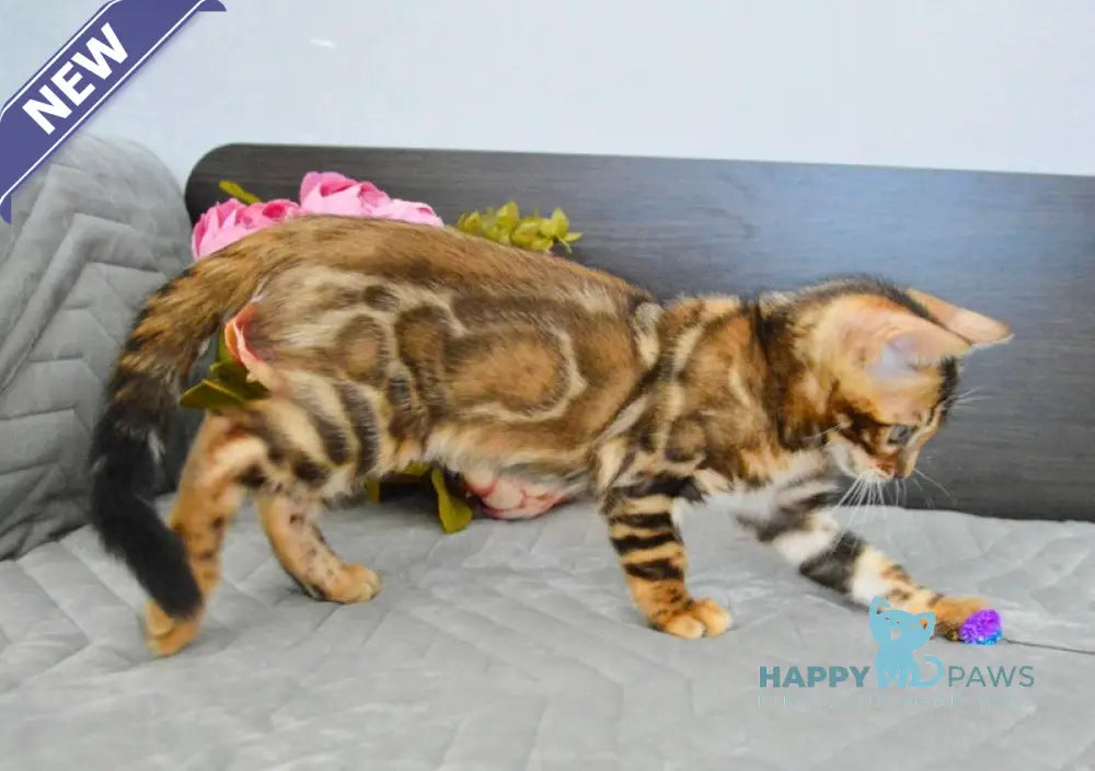 Kupidon Bengal male black spotted tabby live animals