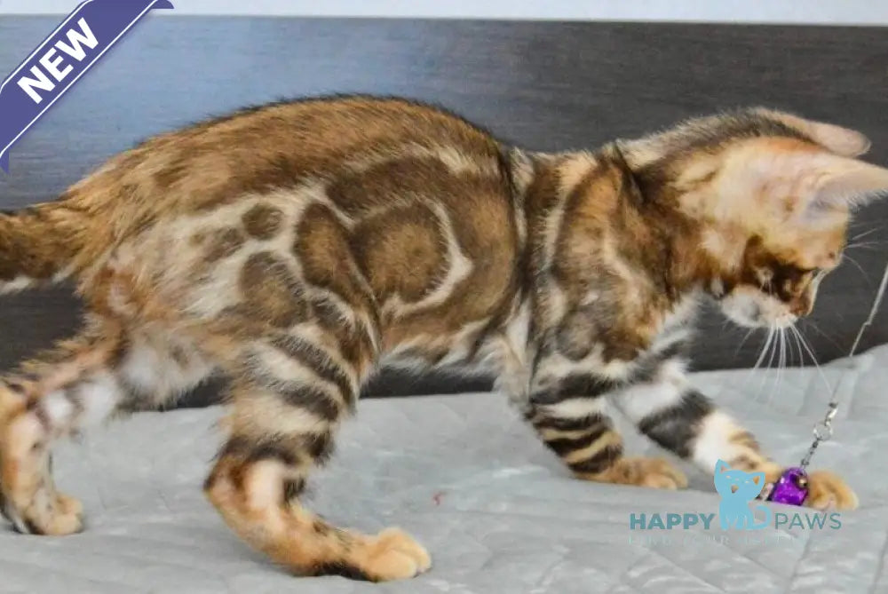 Kupidon Bengal male black spotted tabby live animals