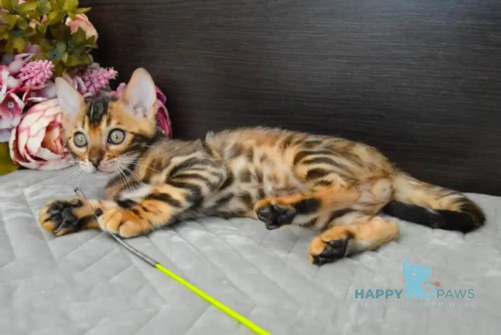 Kupidon Bengal male black spotted tabby live animals