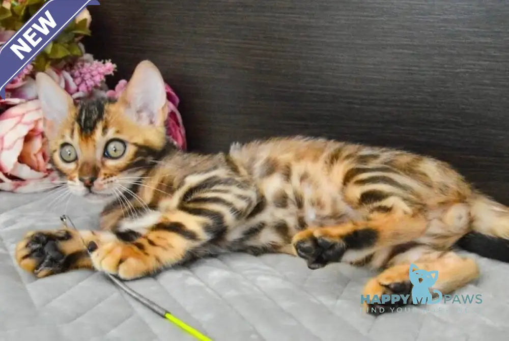 Kupidon Bengal male black spotted tabby live animals