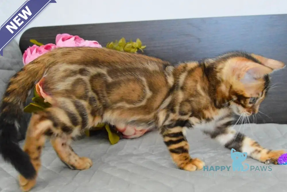 Kupidon Bengal male black spotted tabby live animals