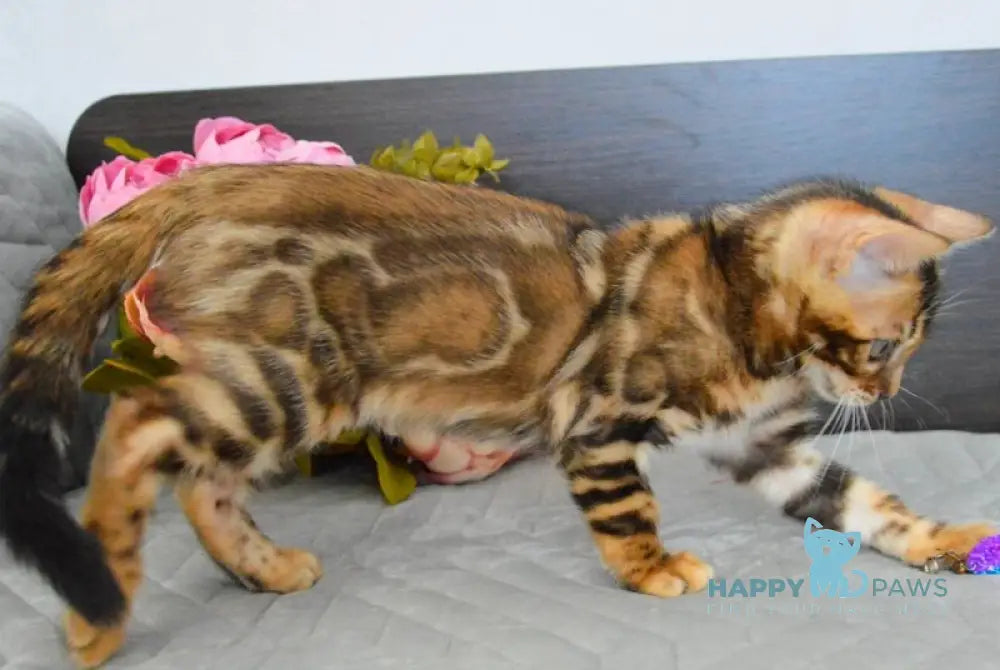 Kupidon Bengal male black spotted tabby live animals