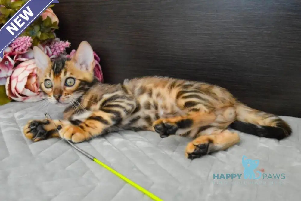 Kupidon Bengal male black spotted tabby live animals