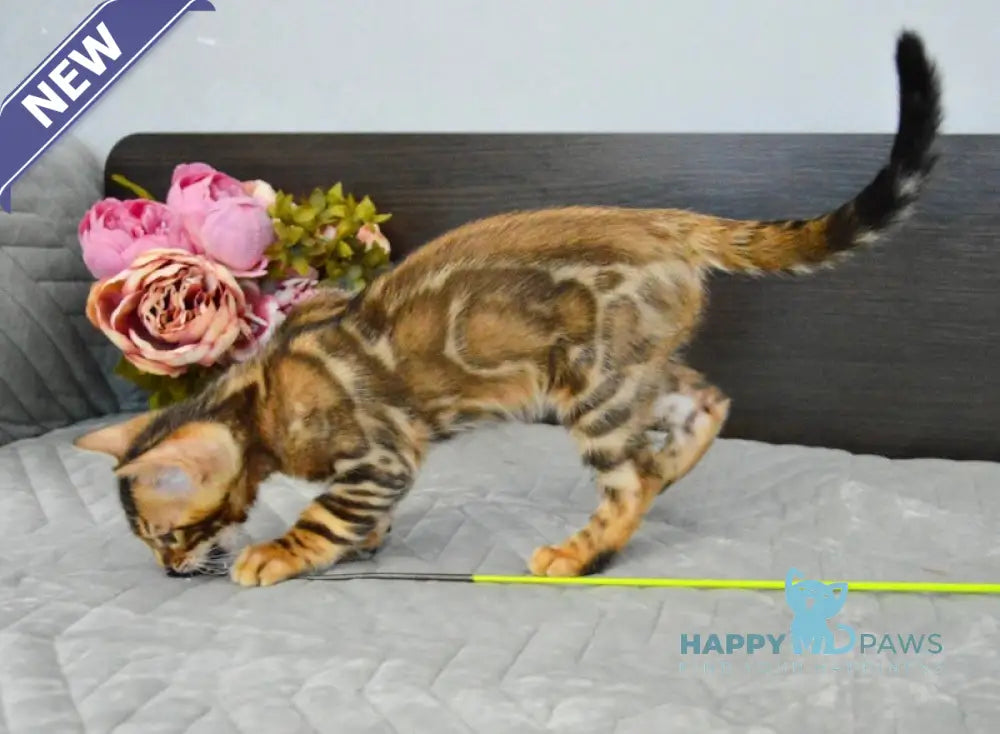 Kupidon Bengal male black spotted tabby live animals