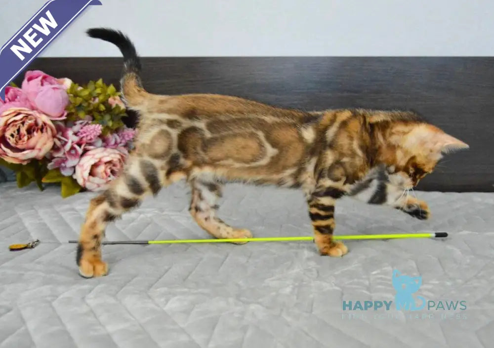Kupidon Bengal male black spotted tabby live animals