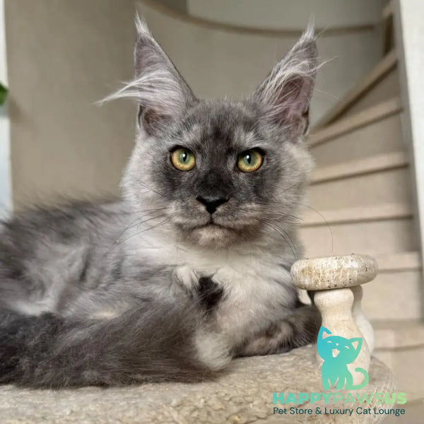 Kupidon Maine Coon male black silver with white - live animals