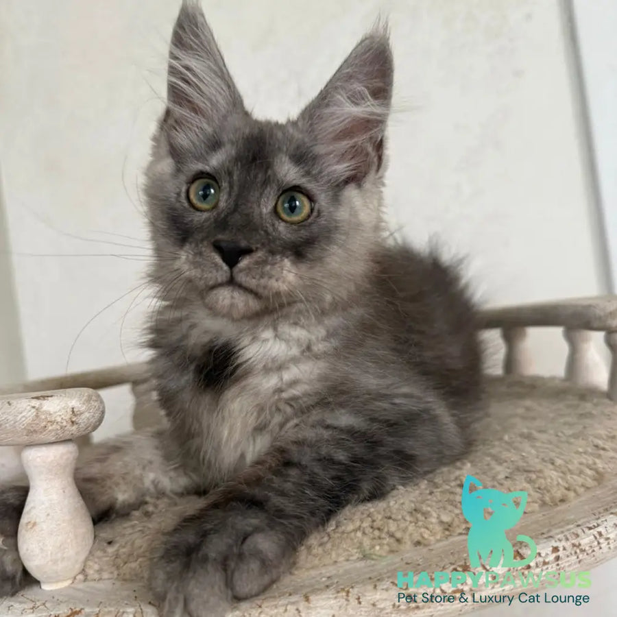 Kupidon Maine Coon male black silver with white - live animals