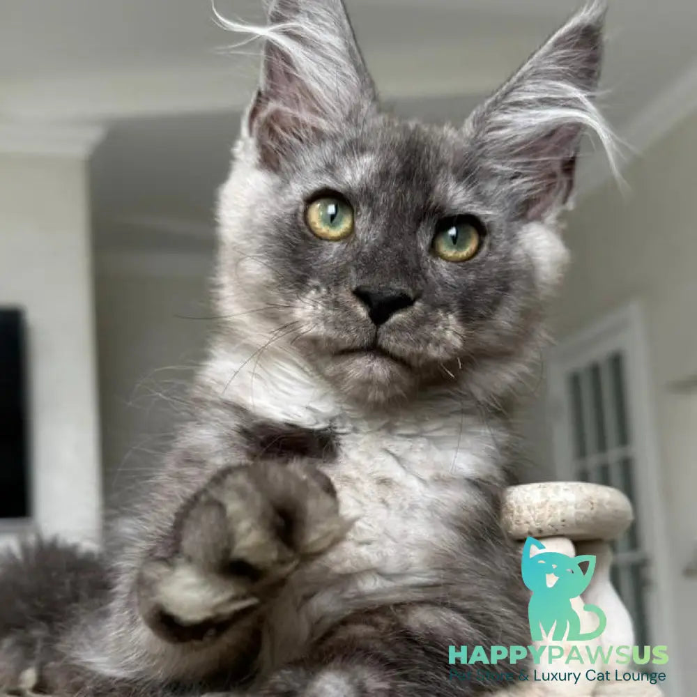Kupidon Maine Coon male black silver with white - live animals