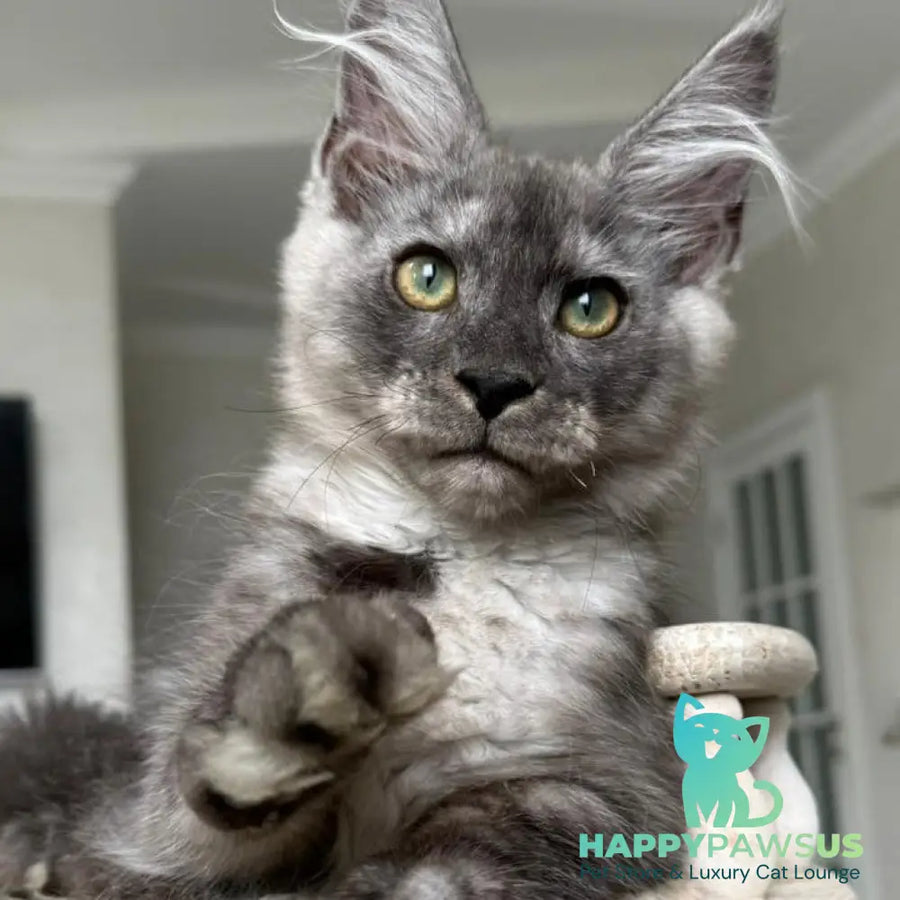 Kupidon Maine Coon male black silver with white - live animals