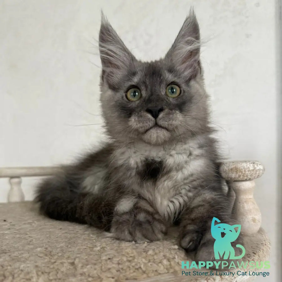 Kupidon Maine Coon male black silver with white - live animals