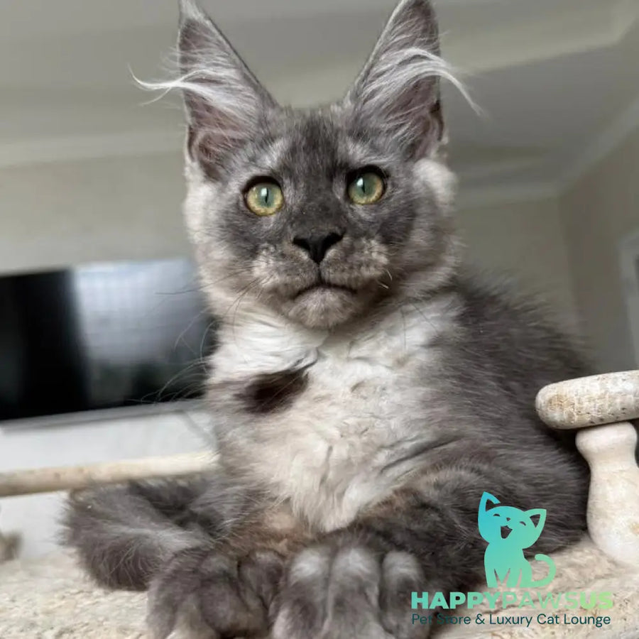 Kupidon Maine Coon male black silver with white - live animals