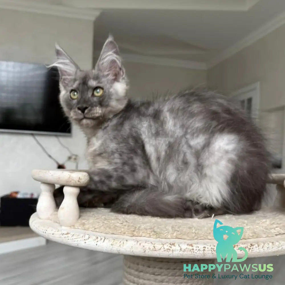 Kupidon Maine Coon male black silver with white - live animals