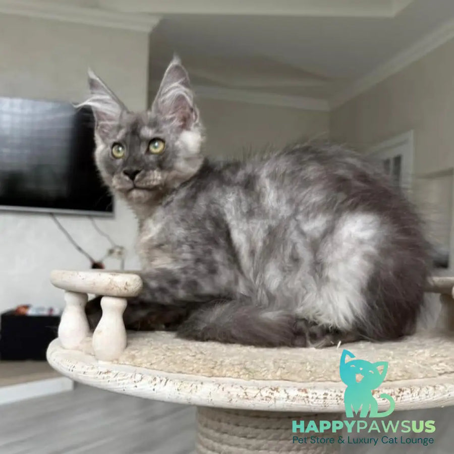Kupidon Maine Coon male black silver with white - live animals