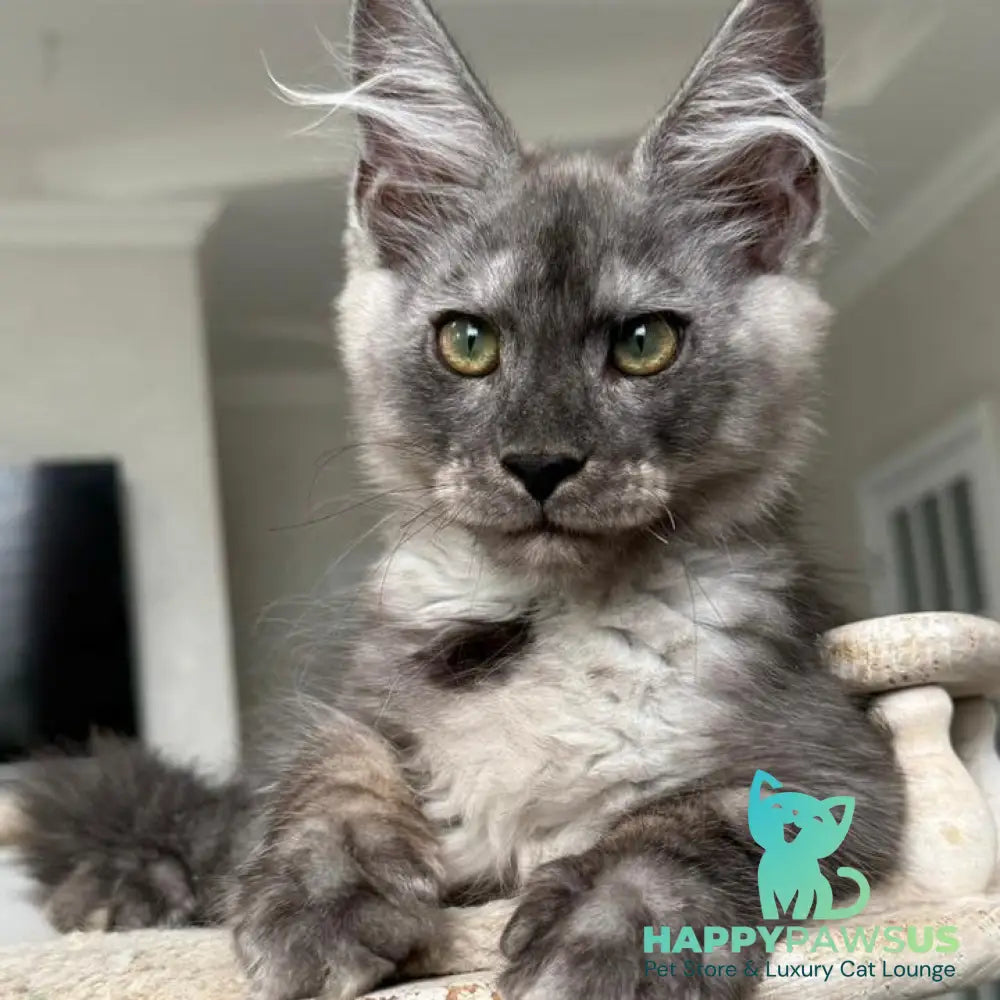 Kupidon Maine Coon male black silver with white - live animals