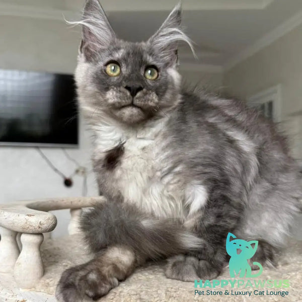 Kupidon Maine Coon male black silver with white - live animals