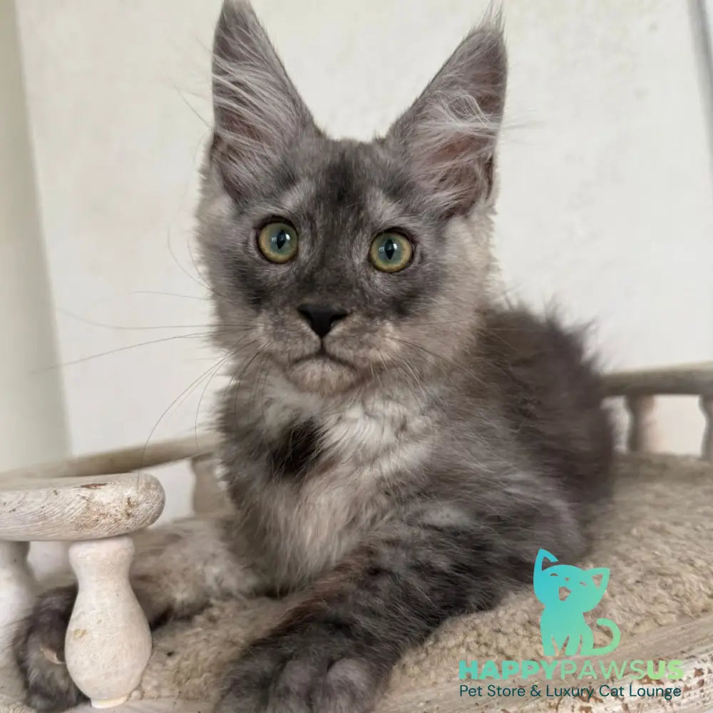 Kupidon Maine Coon male black silver with white - live animals