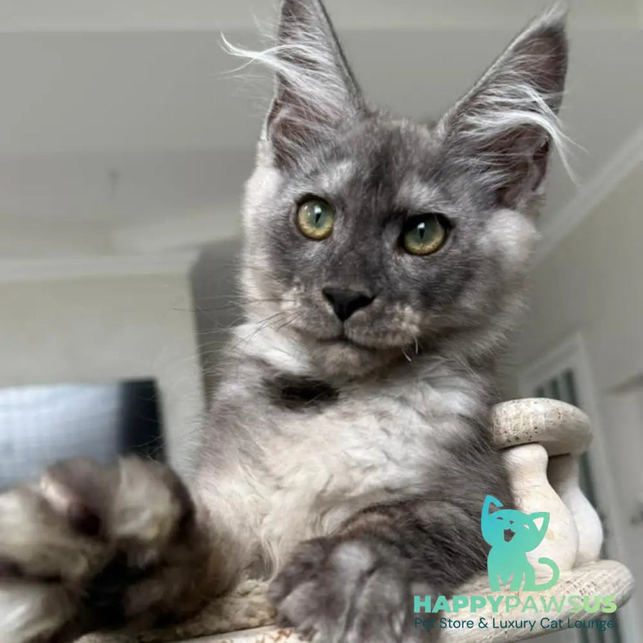 Kupidon Maine Coon male black silver with white - live animals
