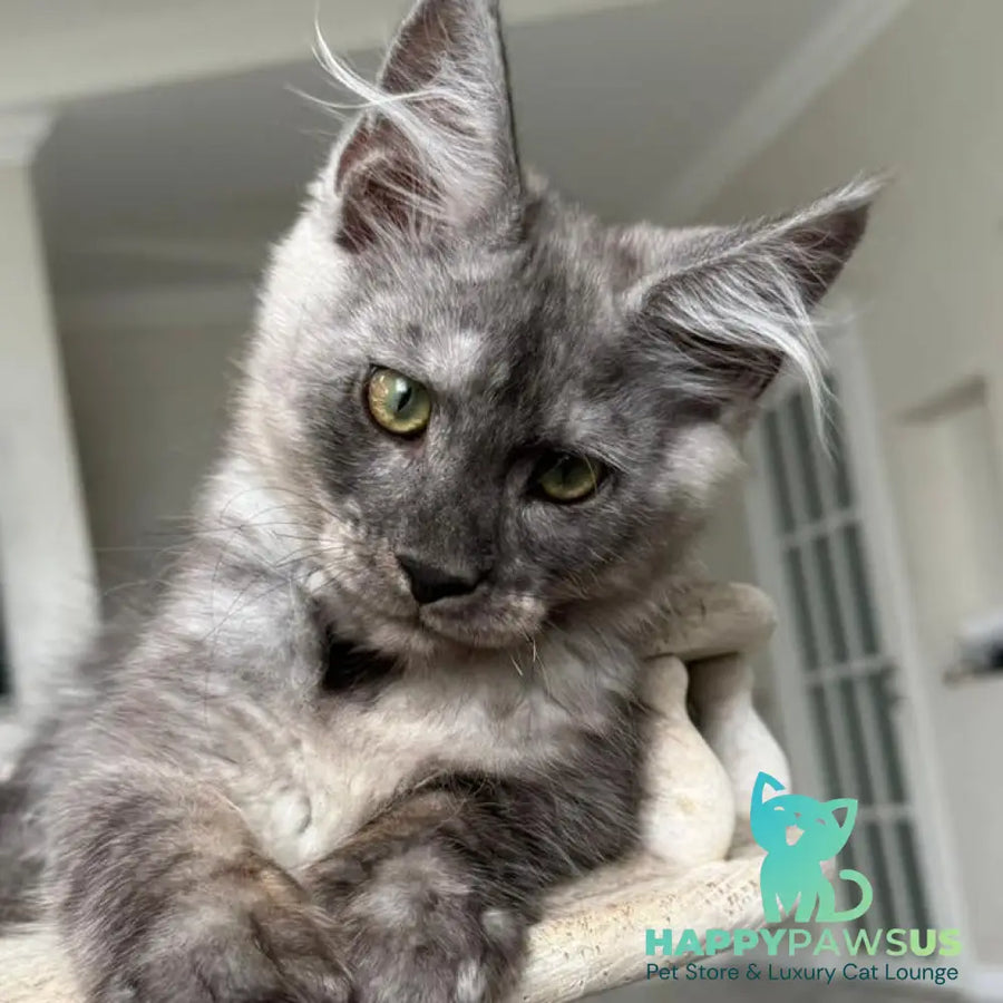 Kupidon Maine Coon male black silver with white - live animals