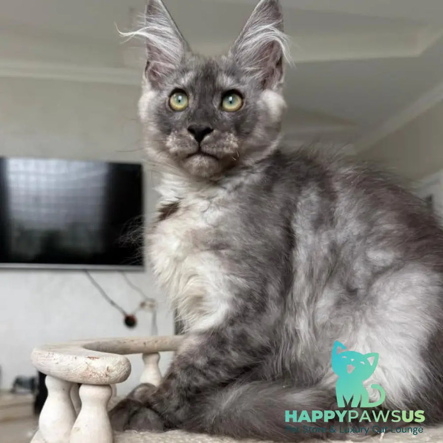 Kupidon Maine Coon male black silver with white - live animals
