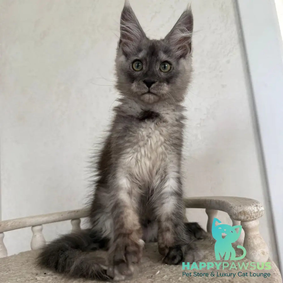 Kupidon Maine Coon male black silver with white - live animals