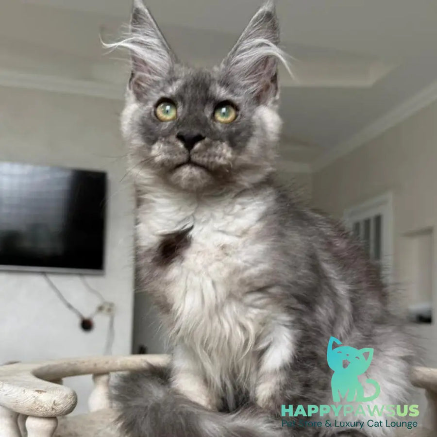 Kupidon Maine Coon male black silver with white - live animals