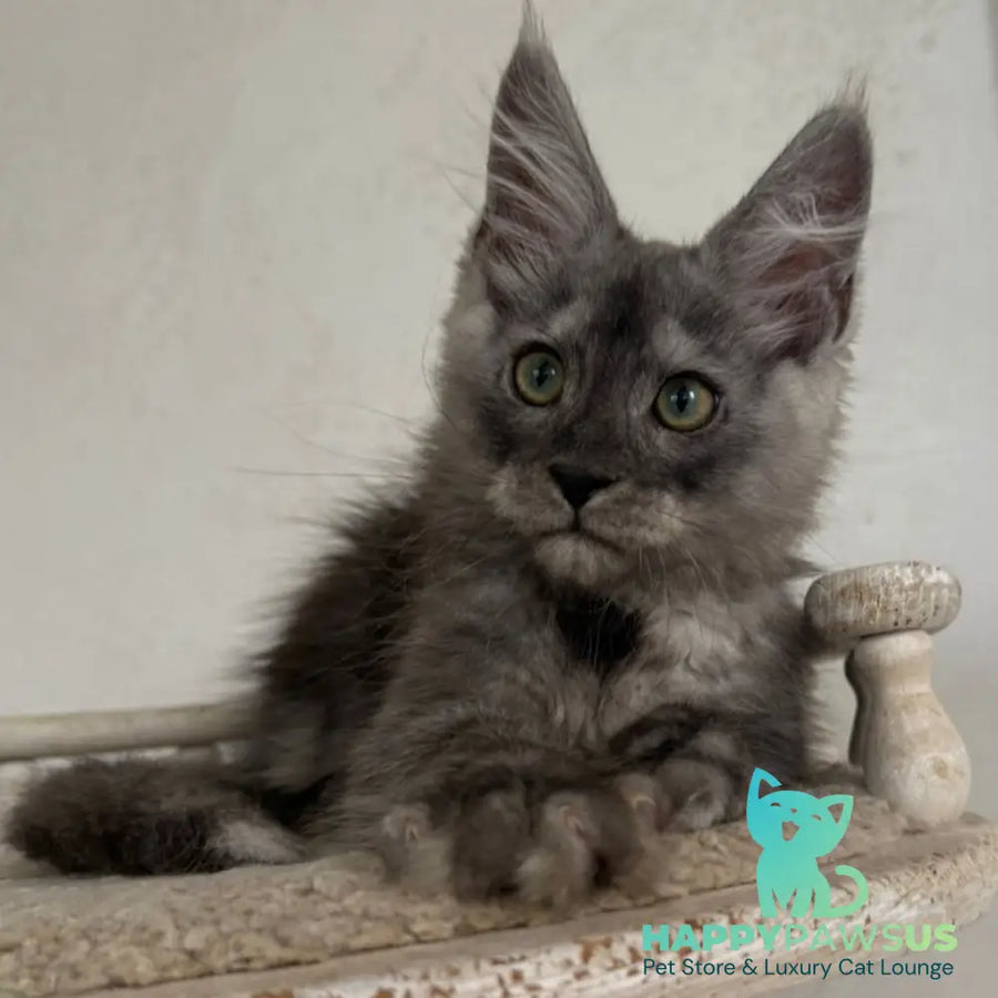 Kupidon Maine Coon male black silver with white - live animals