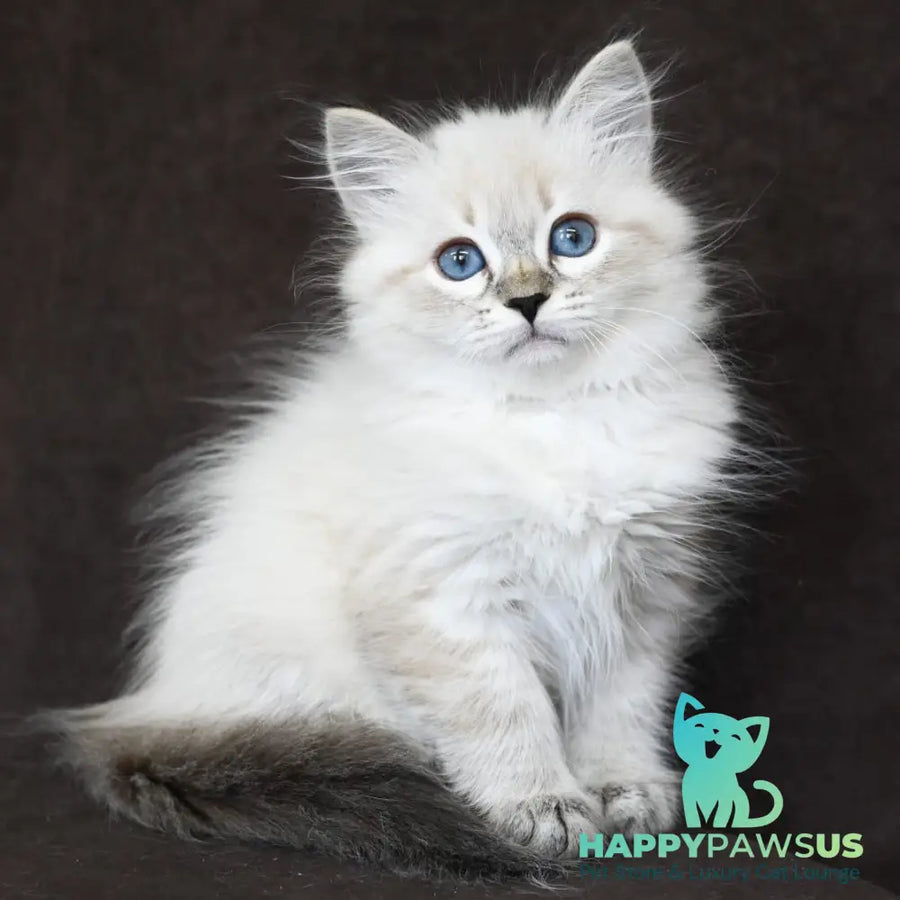 Kurt Siberian male seal tabby pointed - live animals