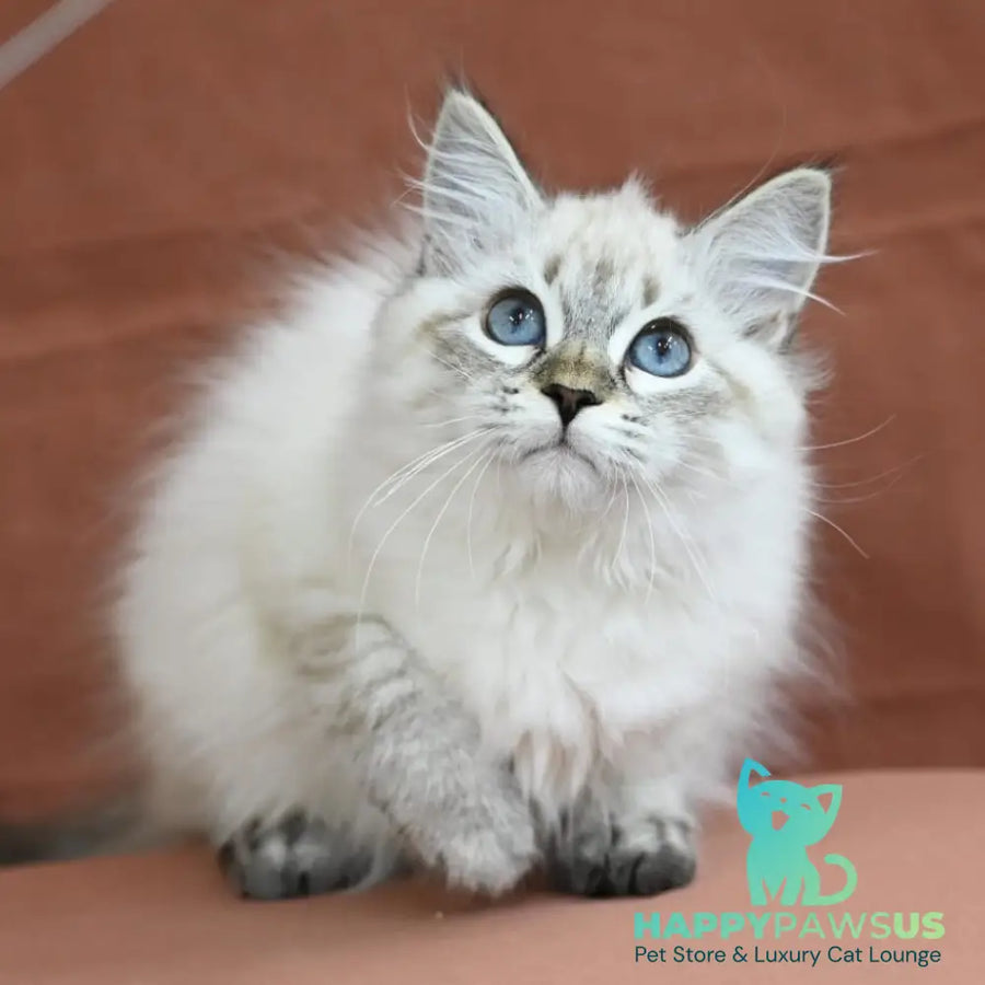 Kurt Siberian male seal tabby pointed - live animals