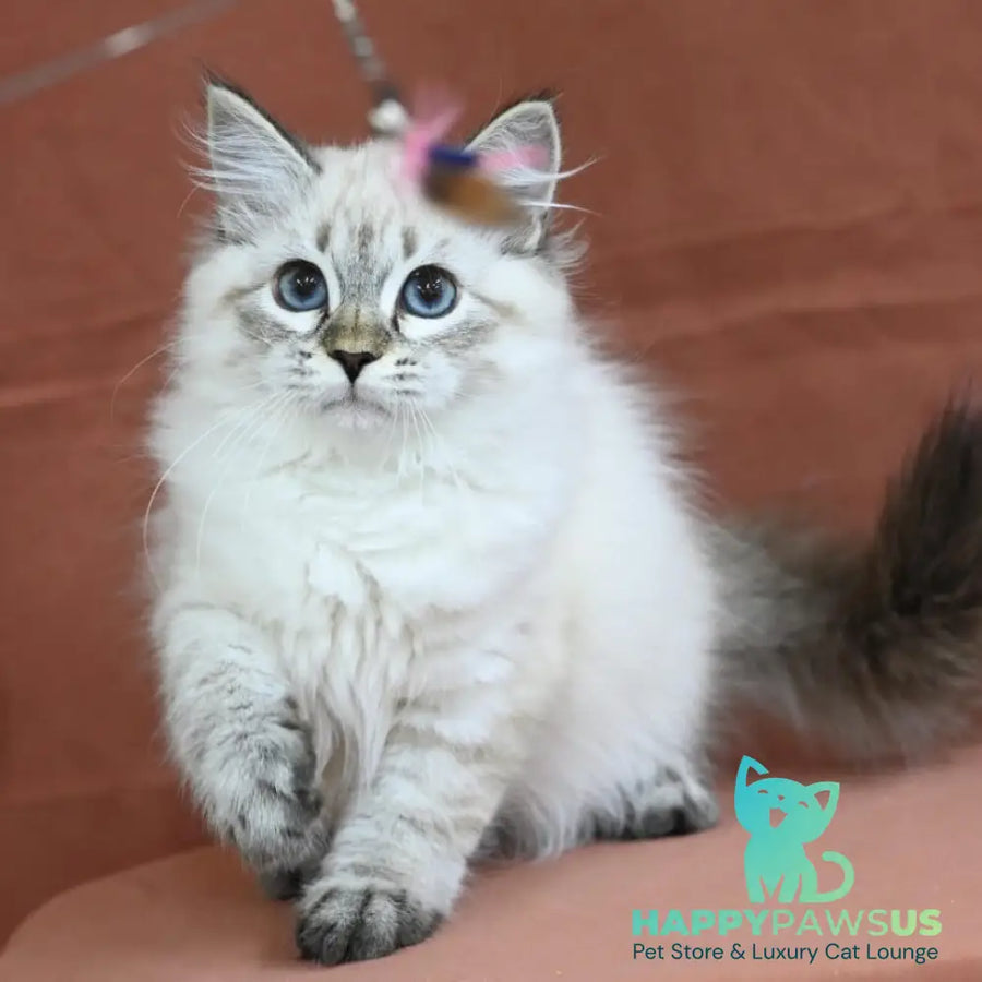 Kurt Siberian male seal tabby pointed - live animals