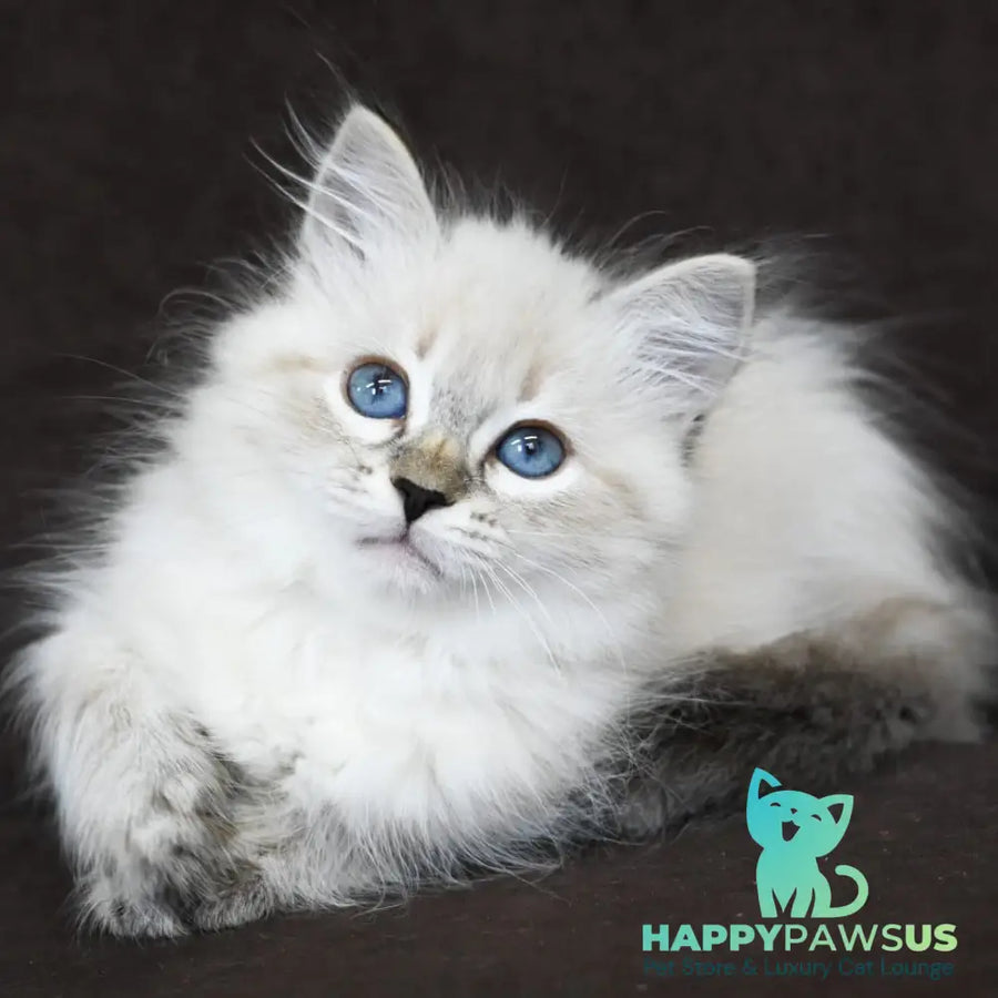 Kurt Siberian male seal tabby pointed - live animals