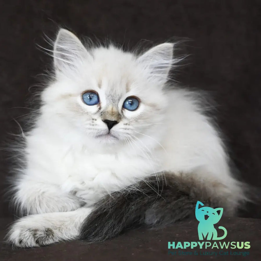 Kurt Siberian male seal tabby pointed - live animals