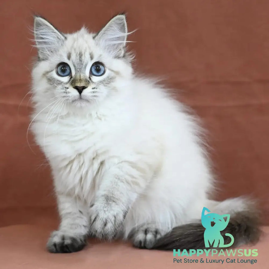 Kurt Siberian male seal tabby pointed - live animals