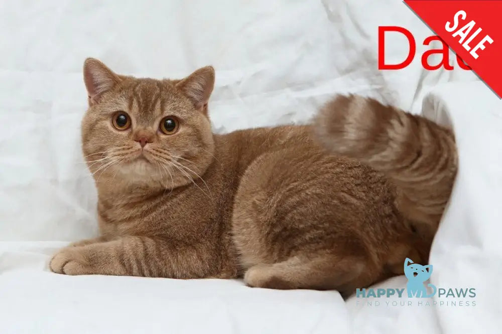 Kus-Kus British Shorthair male cinnamon tabby bicolour live animals