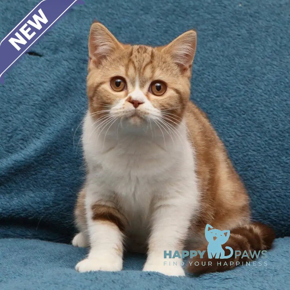 Kus-Kus British Shorthair male cinnamon tabby bicolour live animals