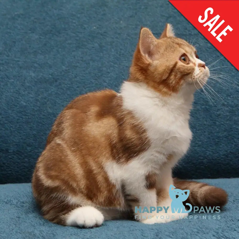 Kus-Kus British Shorthair male cinnamon tabby bicolour live animals