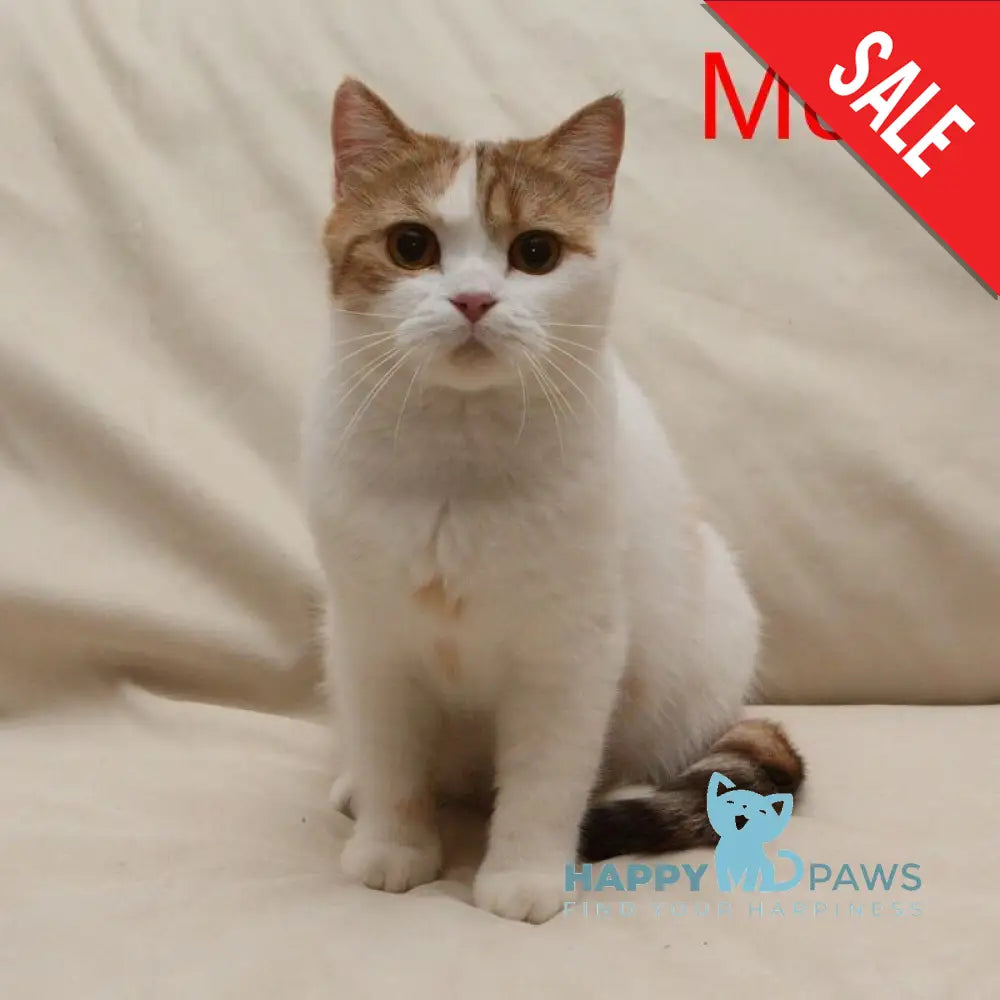 Kus-Kus British Shorthair male cinnamon tabby bicolour live animals