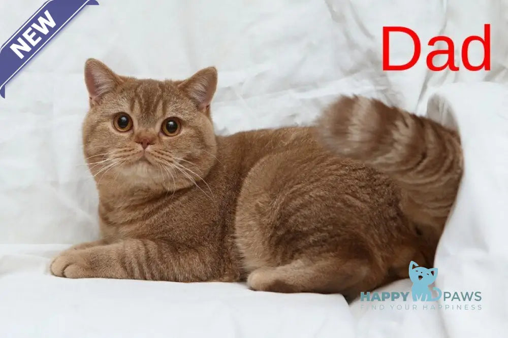 Kus-Kus British Shorthair male cinnamon tabby bicolour live animals